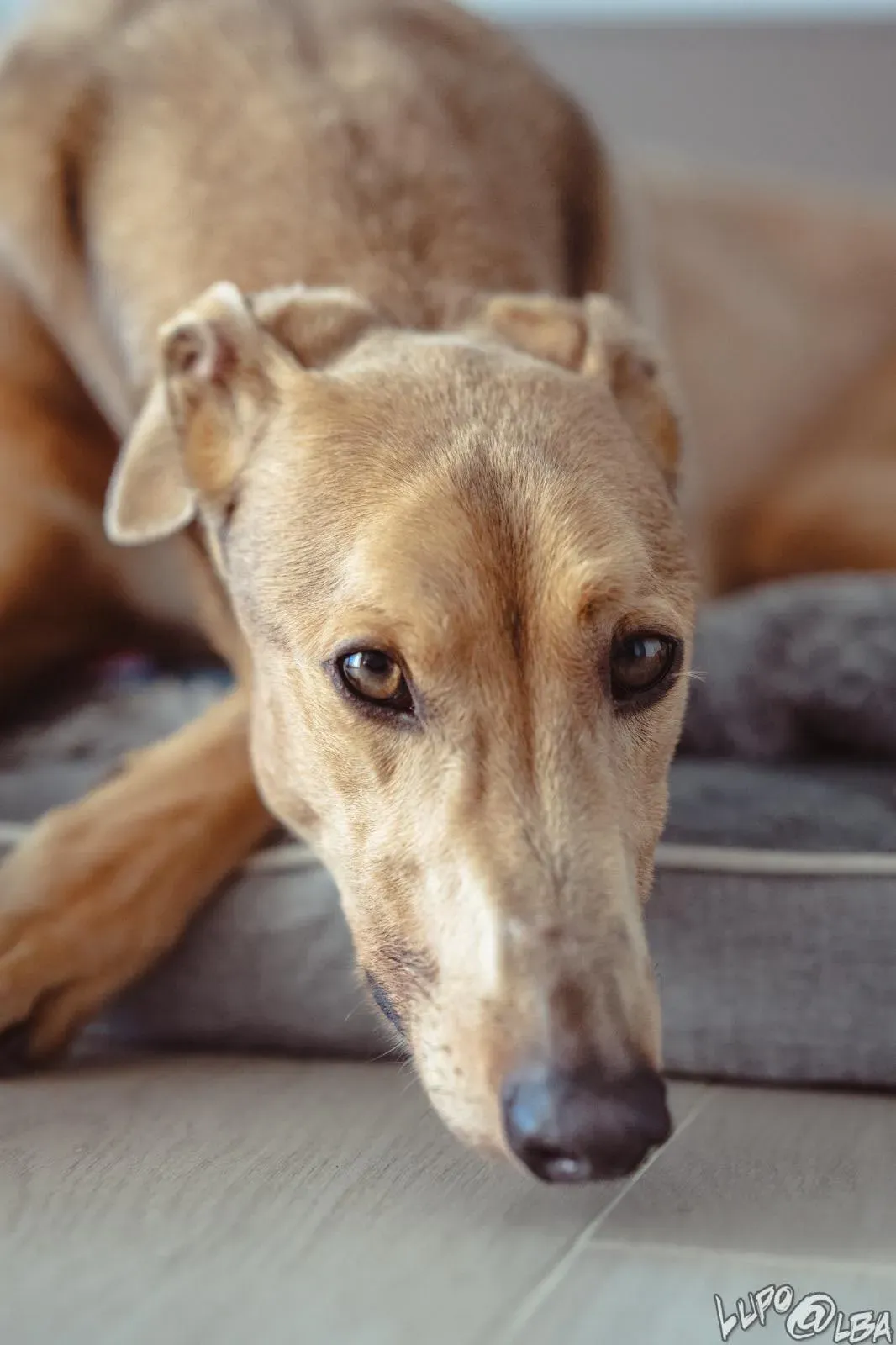 Enea adozione levrieri greyhound 20