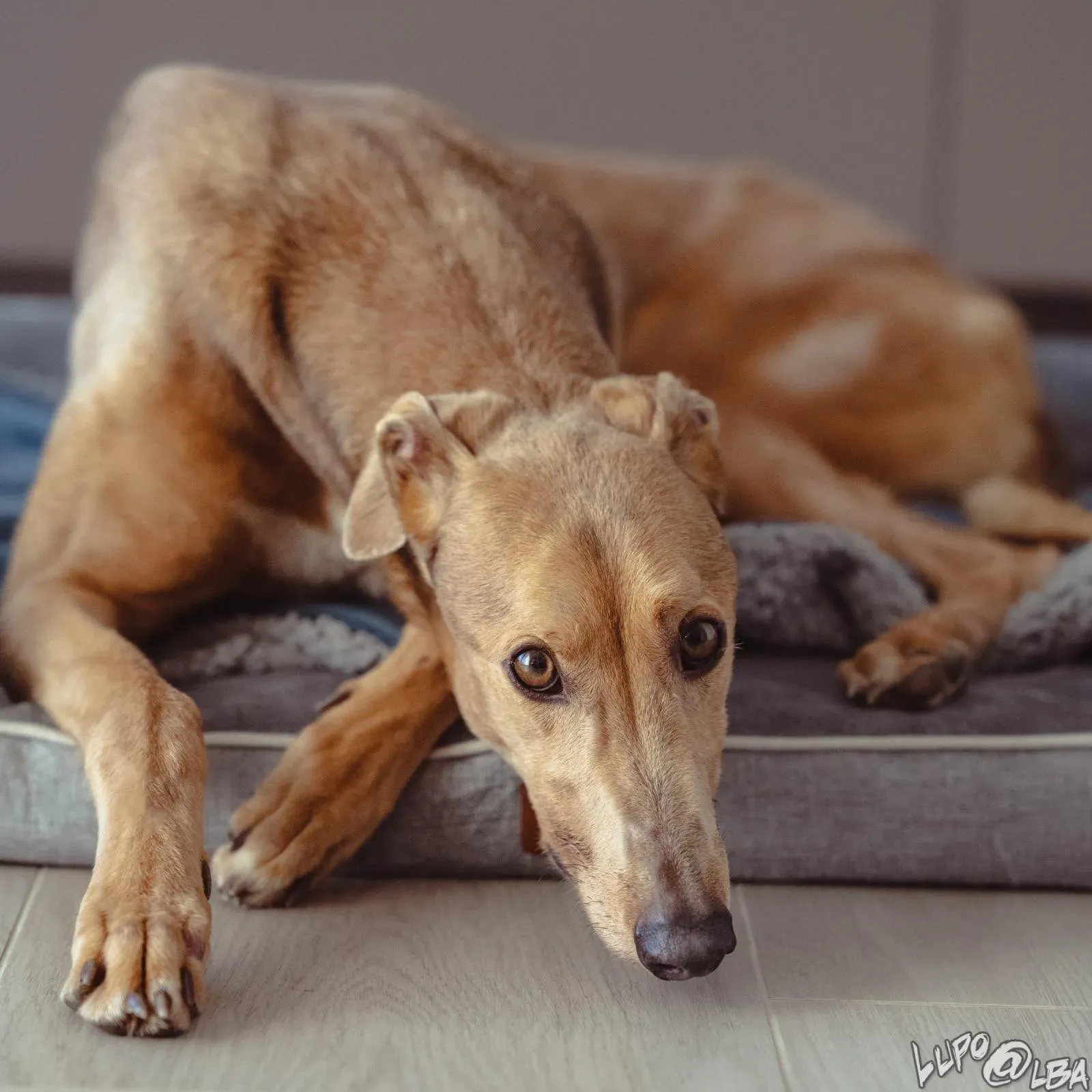 Enea adozione levrieri greyhound 21