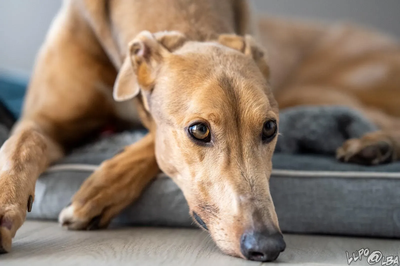 Enea adozione levrieri greyhound 22