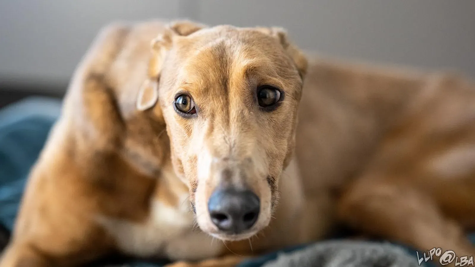 Enea adozione levrieri greyhound 23