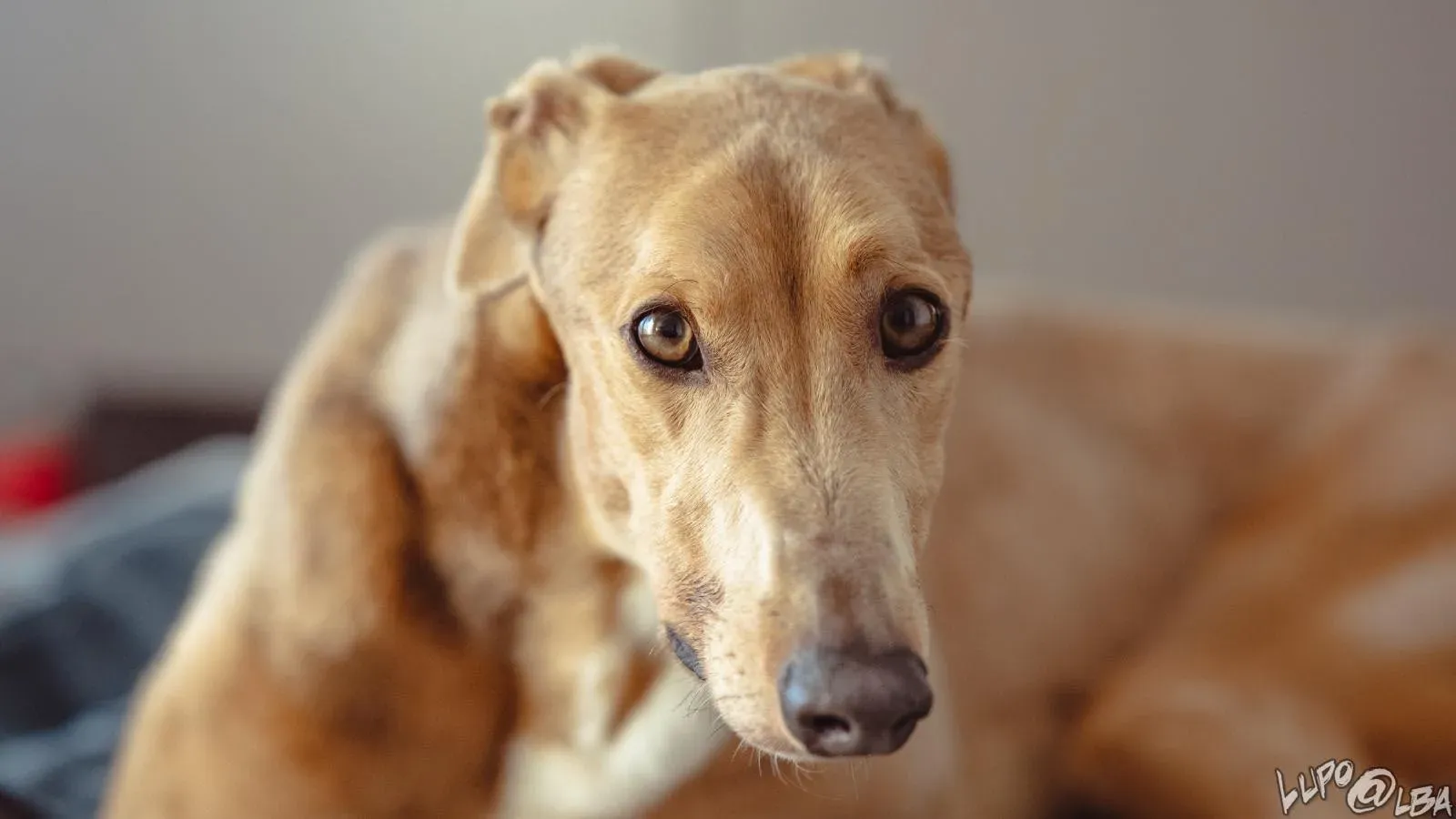 Enea adozione levrieri greyhound 24