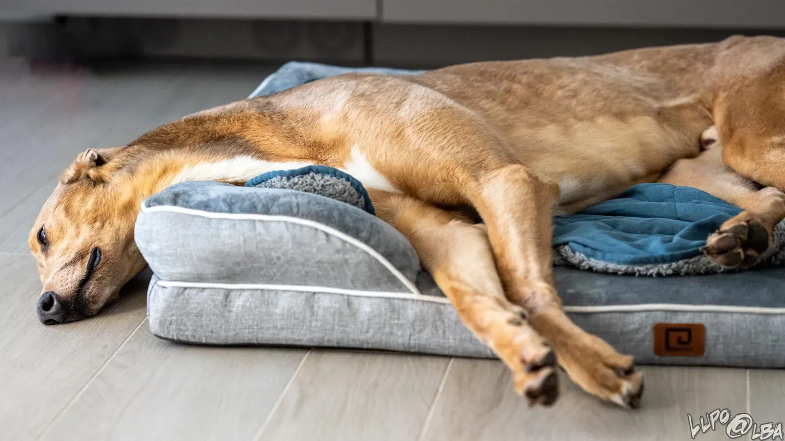 Enea adozione levrieri greyhound 25