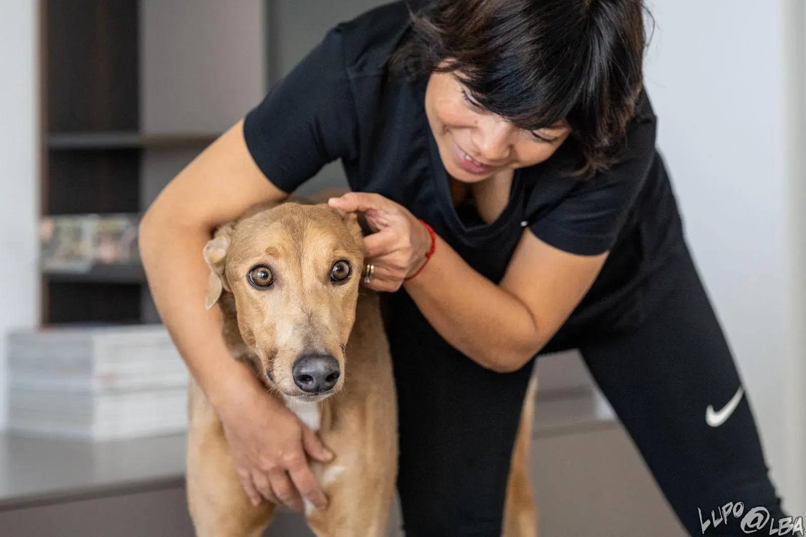 Enea adozione levrieri greyhound 26