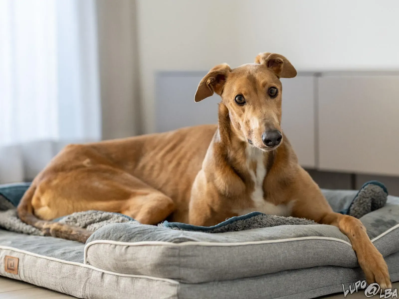 Enea adozione levrieri greyhound 28