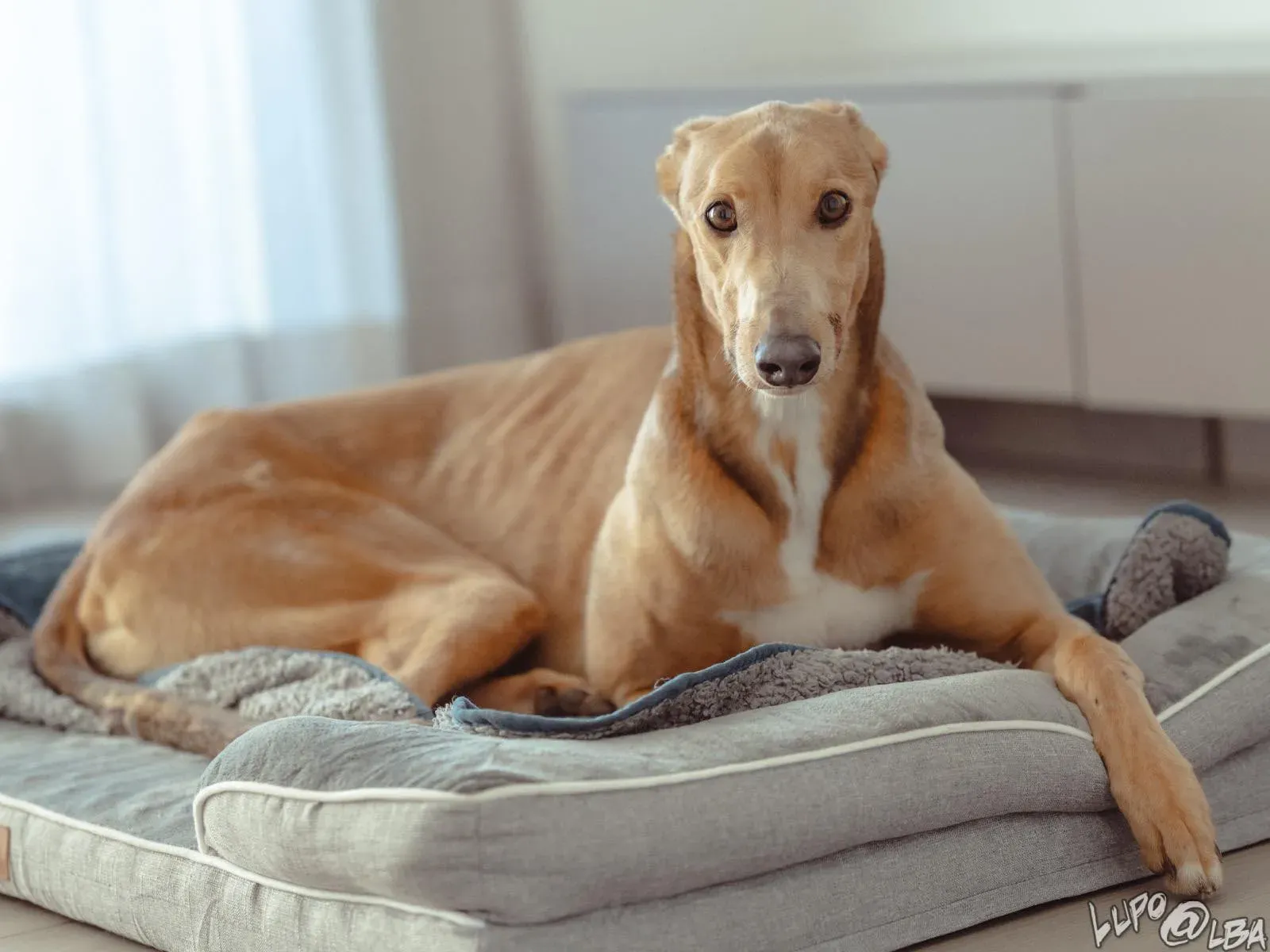 Enea adozione levrieri greyhound 29