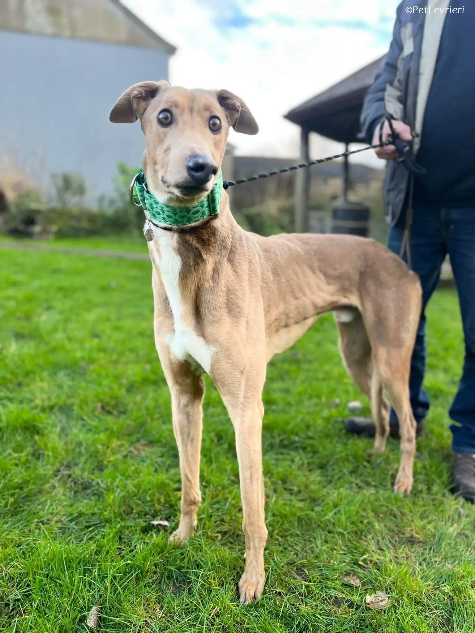 Enea adozione levrieri greyhound 3