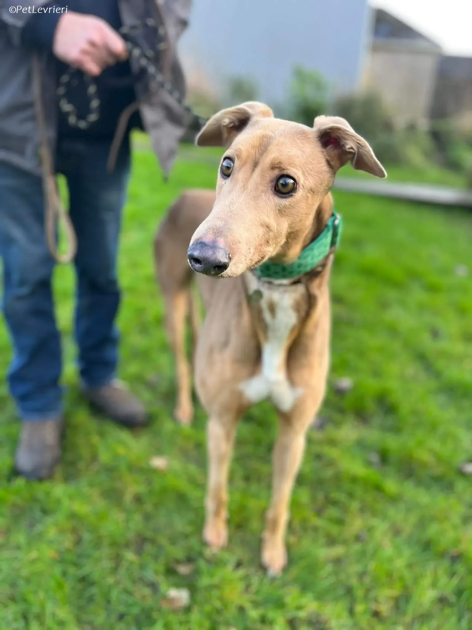 Enea adozione levrieri greyhound 4