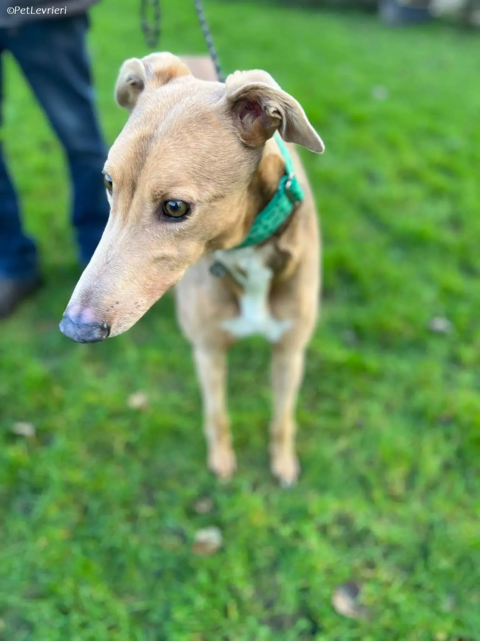 Enea adozione levrieri greyhound 5