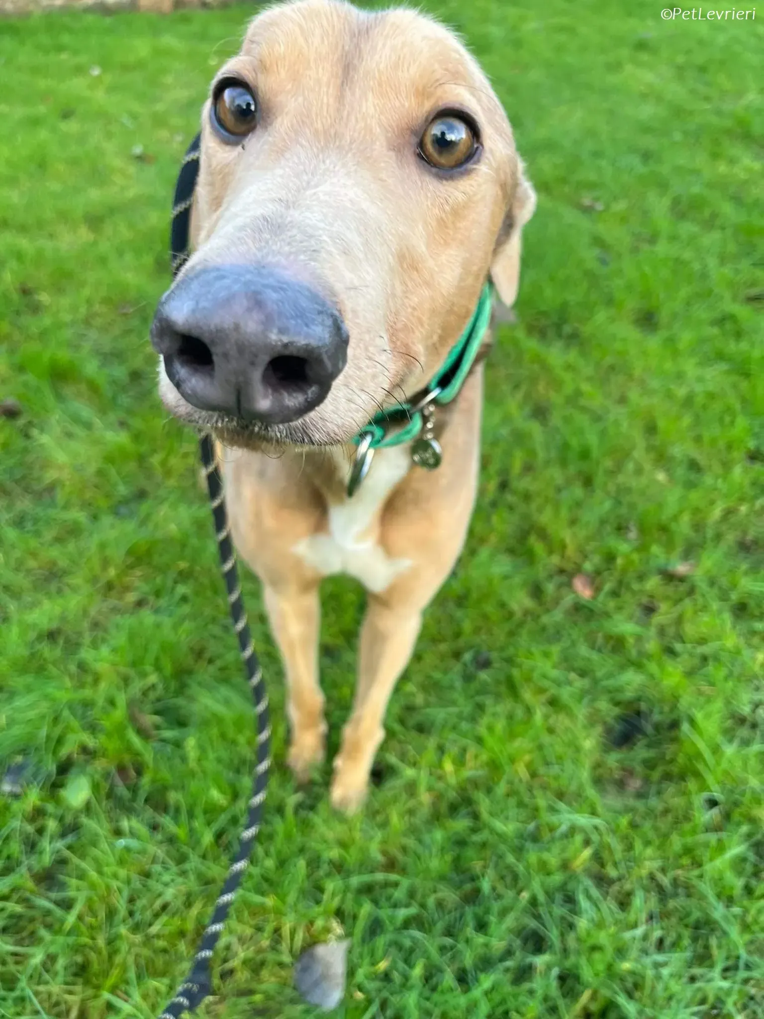 Enea adozione levrieri greyhound 6