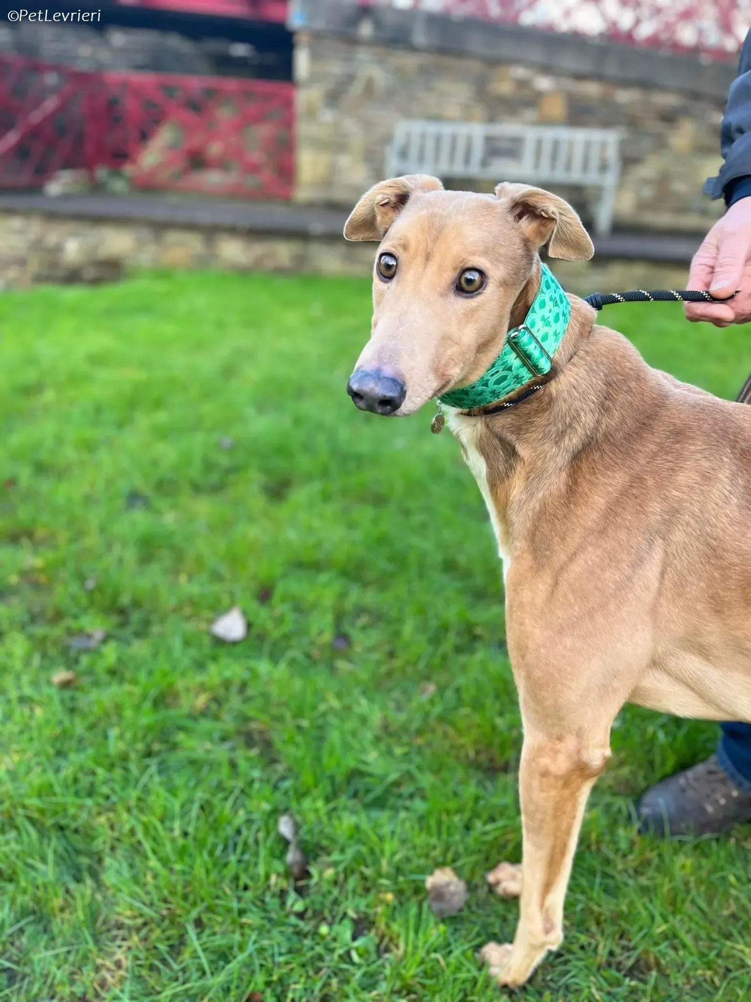 Enea adozione levrieri greyhound 7