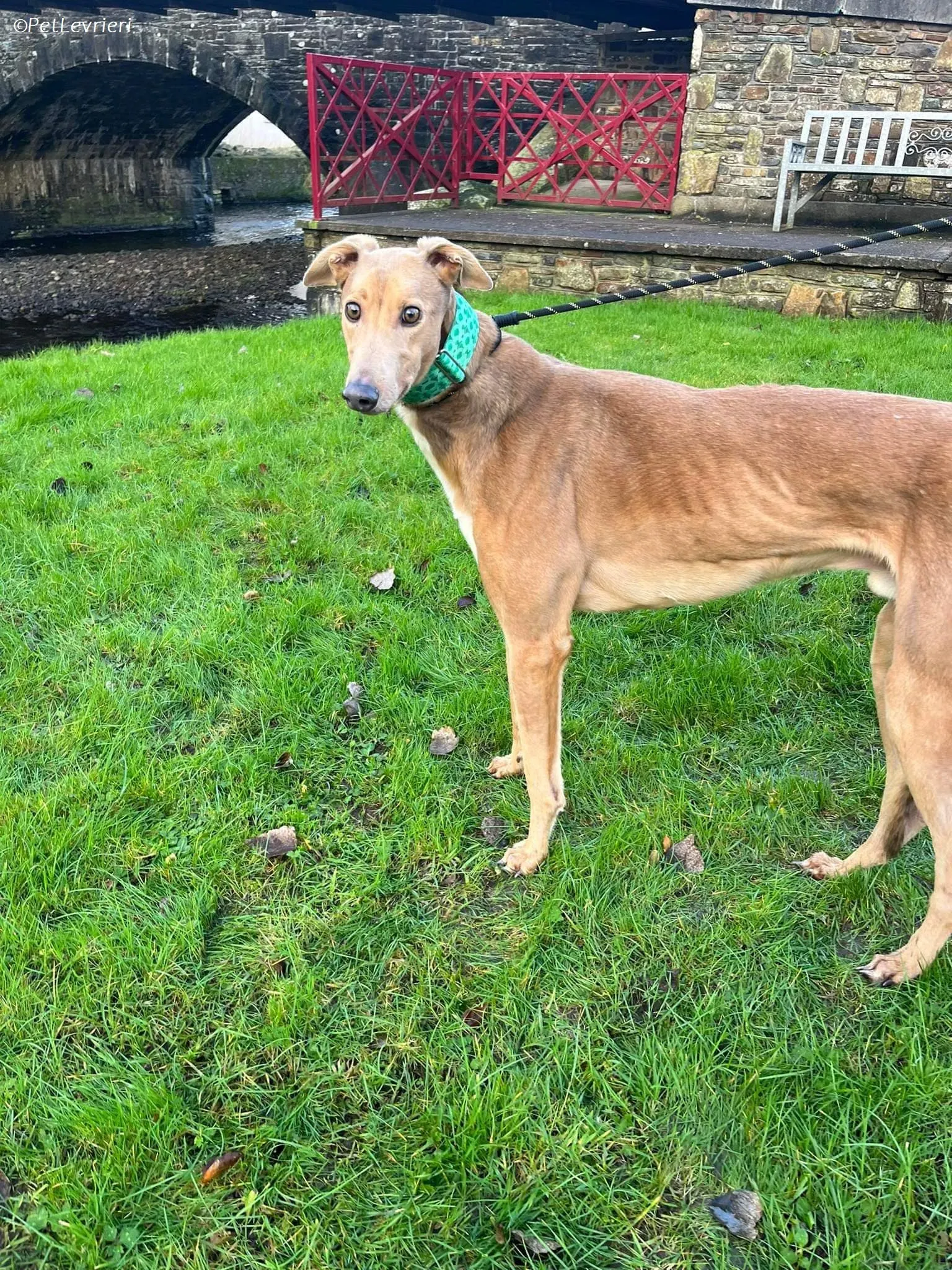 Enea adozione levrieri greyhound 8