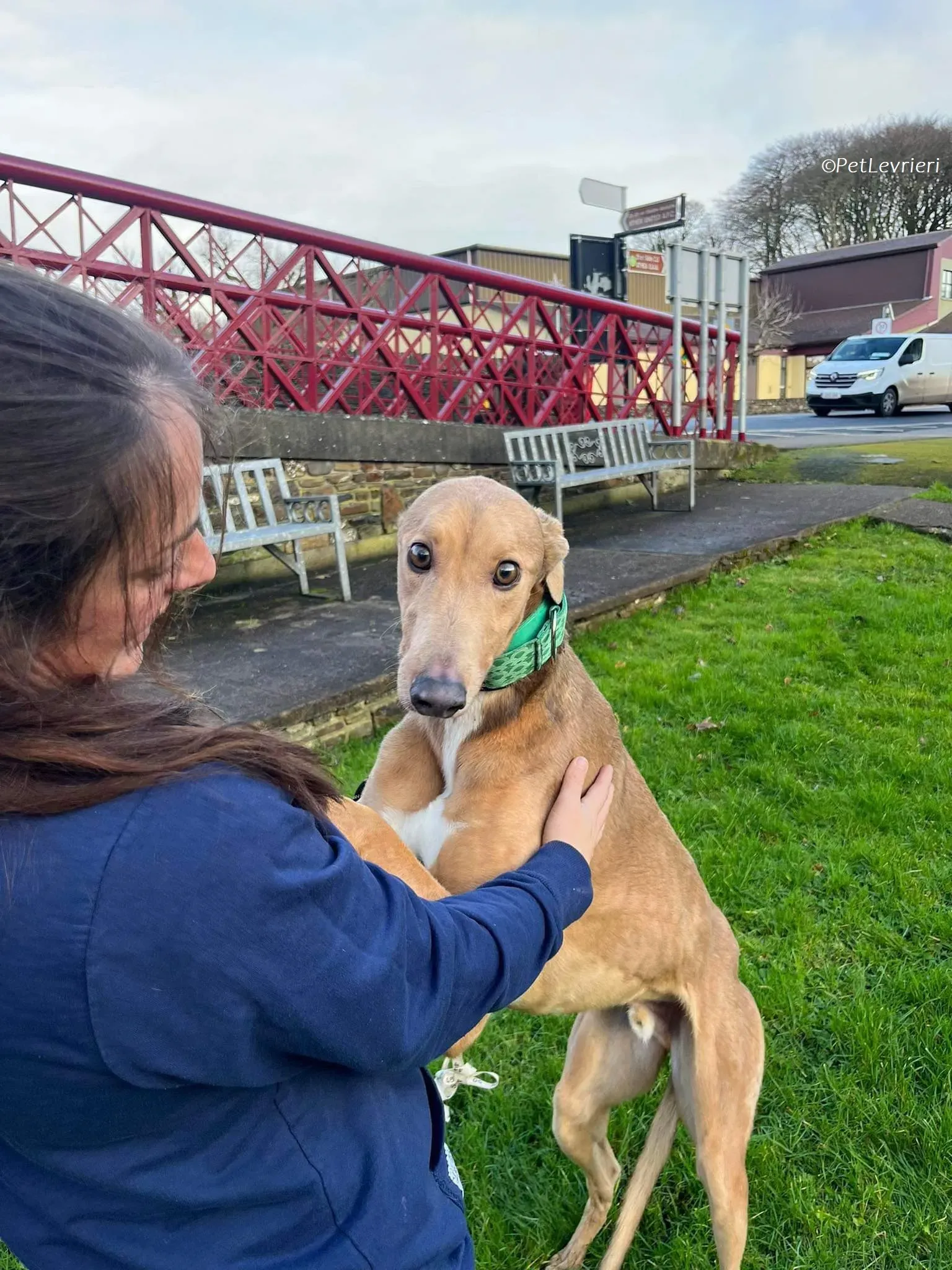 Enea adozione levrieri greyhound 9