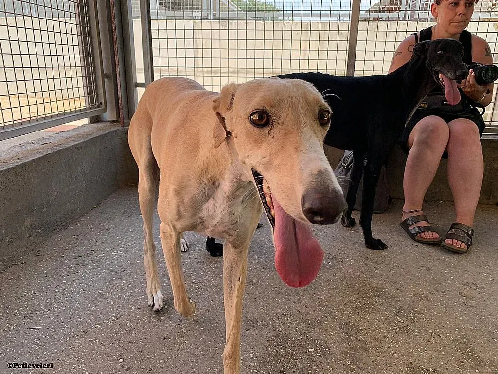 Enry adozione levrieri galgo 01