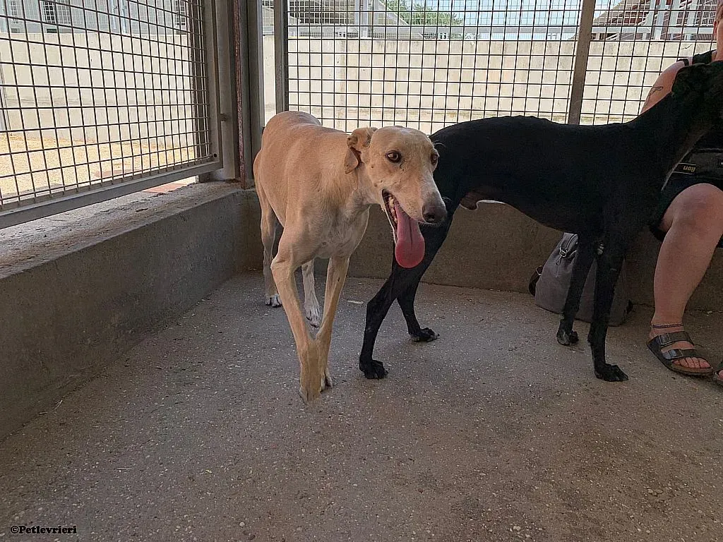 Enry adozione levrieri galgo 02