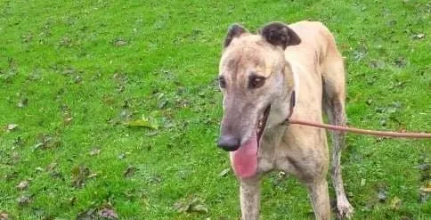 Enzo adozione levrieri greyhound 1 e1604994395162