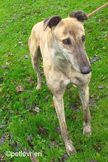 Enzo adozione levrieri greyhound 2