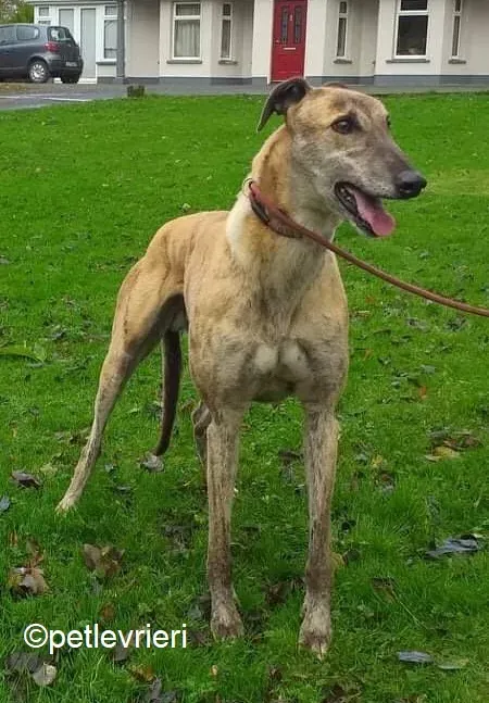 Enzo adozione levrieri greyhound 3