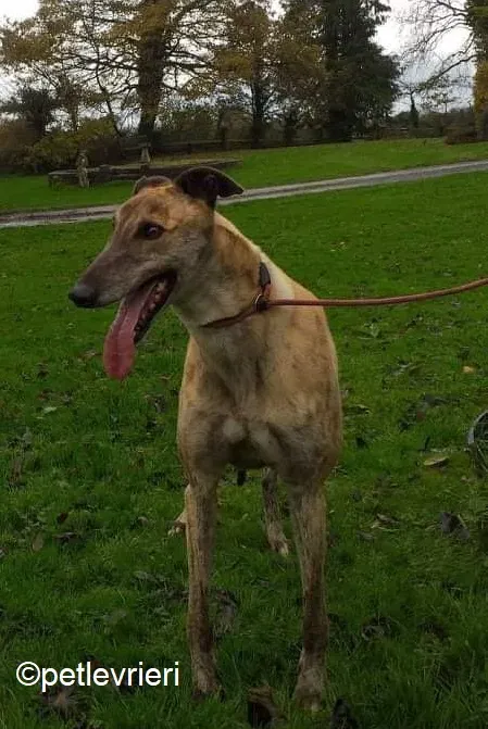 Enzo adozione levrieri greyhound 4
