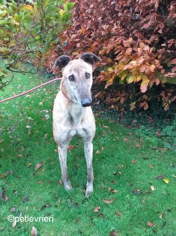 Enzo adozione levrieri greyhound 5