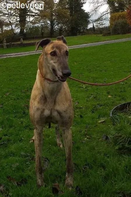 Enzo adozione levrieri greyhound 6