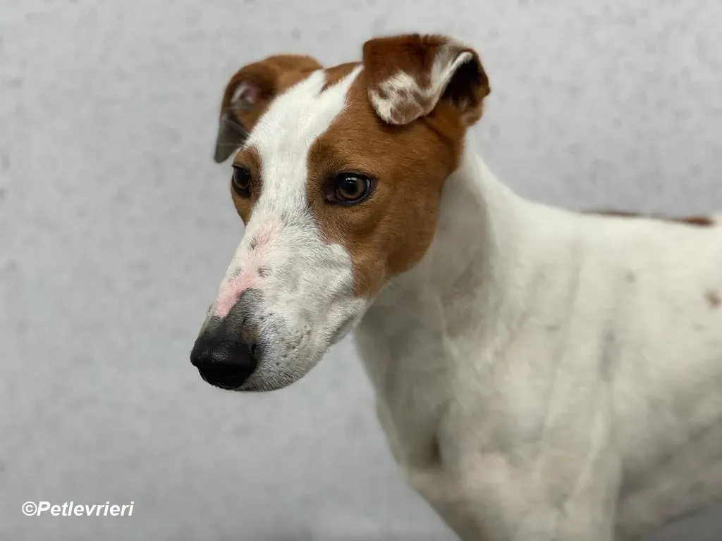 Eric adozione levrieri greyhound 1