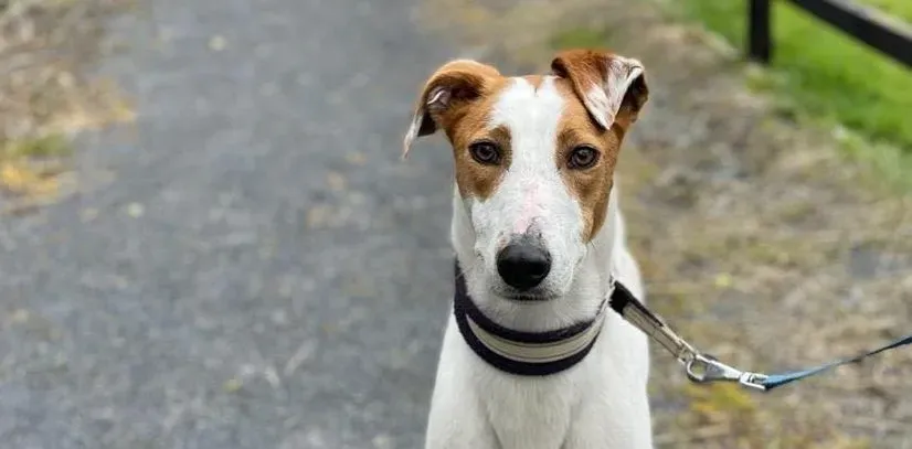 Eric adozione levrieri greyhound 10 e1651693911348