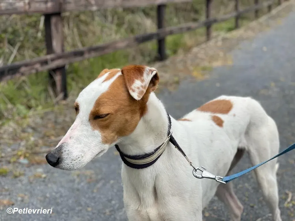 Eric adozione levrieri greyhound 11