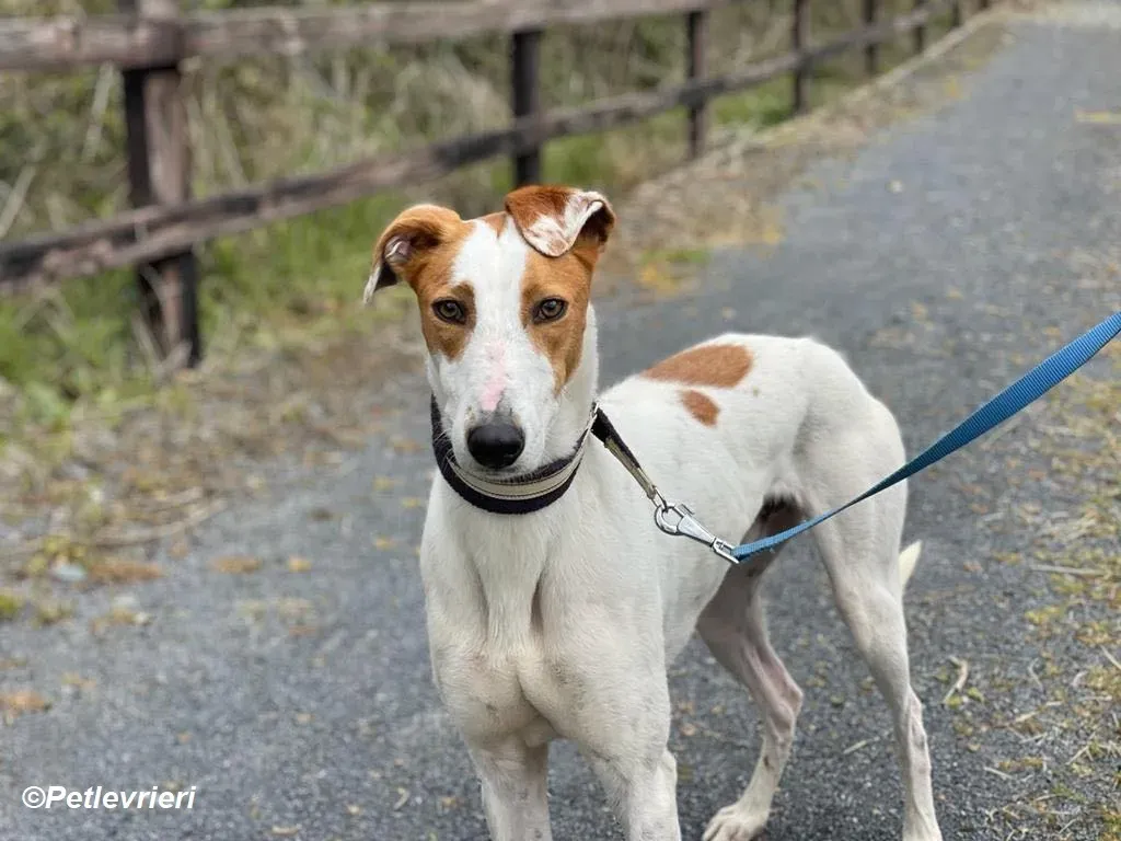 Eric adozione levrieri greyhound 12