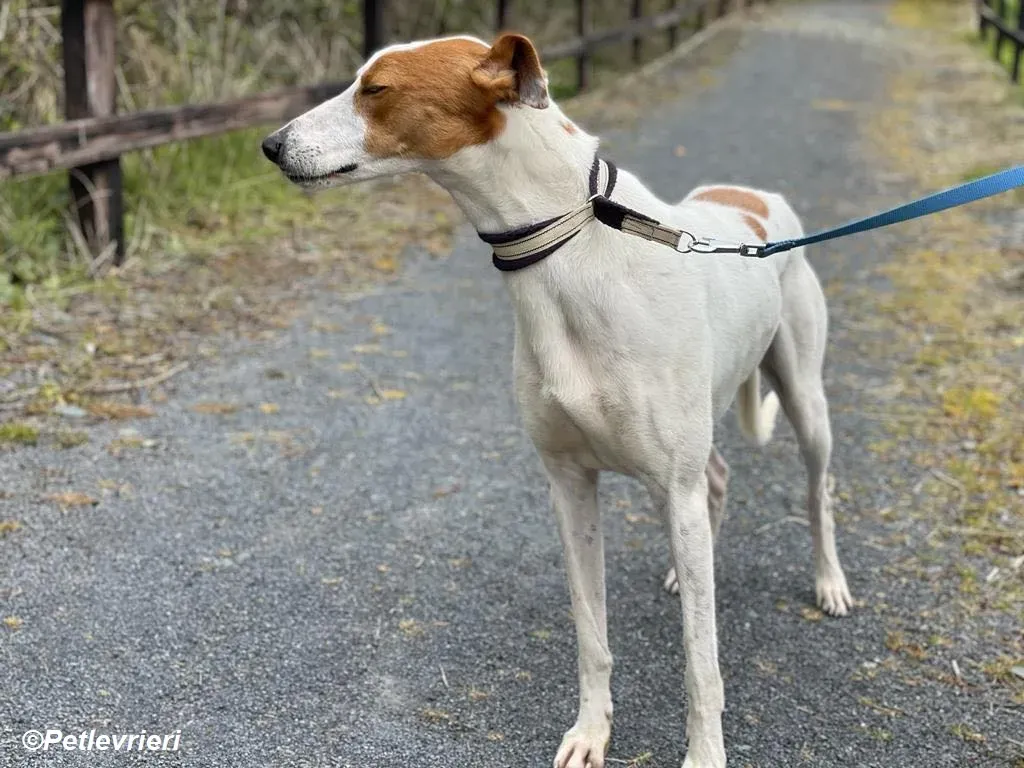 Eric adozione levrieri greyhound 13