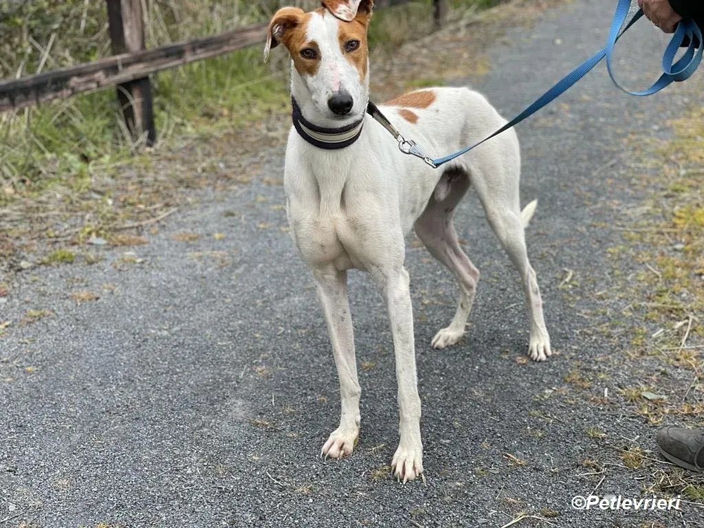 Eric adozione levrieri greyhound 14