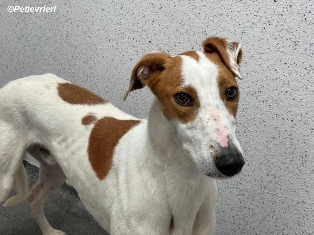 Eric adozione levrieri greyhound 3