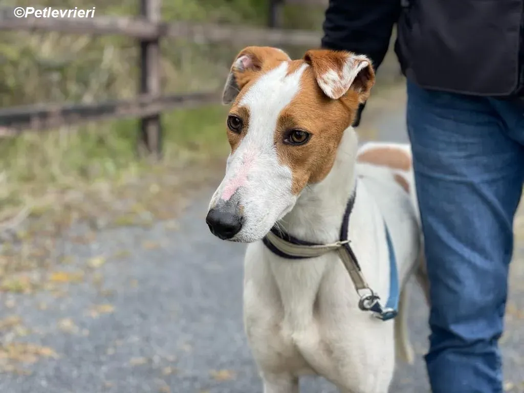Eric adozione levrieri greyhound 4