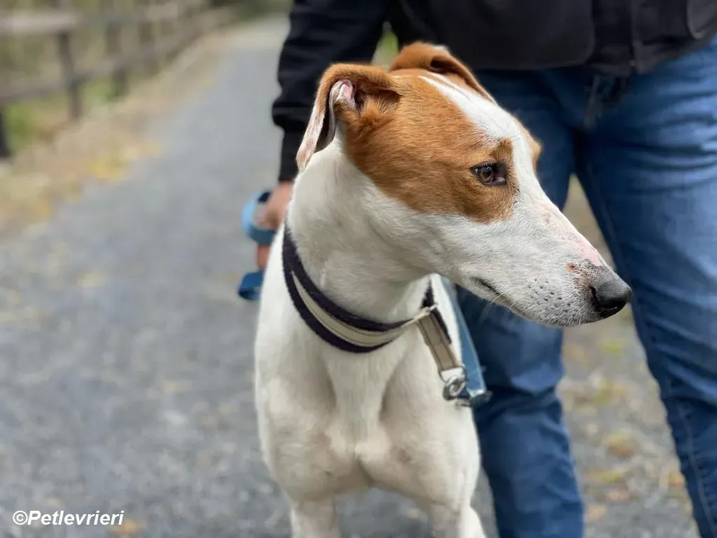 Eric adozione levrieri greyhound 5