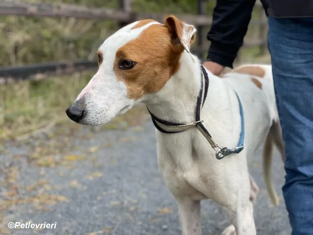 Eric adozione levrieri greyhound 6