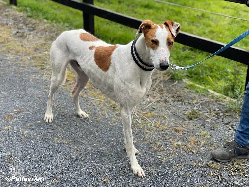 Eric adozione levrieri greyhound 7