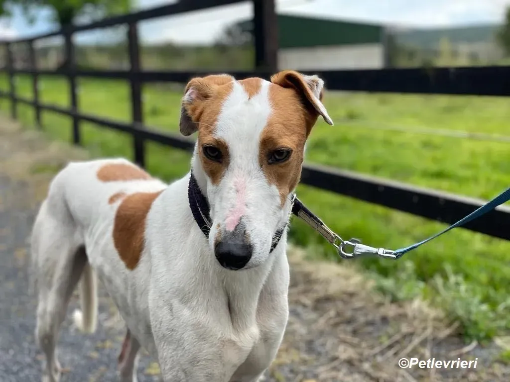 Eric adozione levrieri greyhound 8