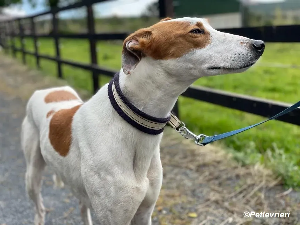 Eric adozione levrieri greyhound 9