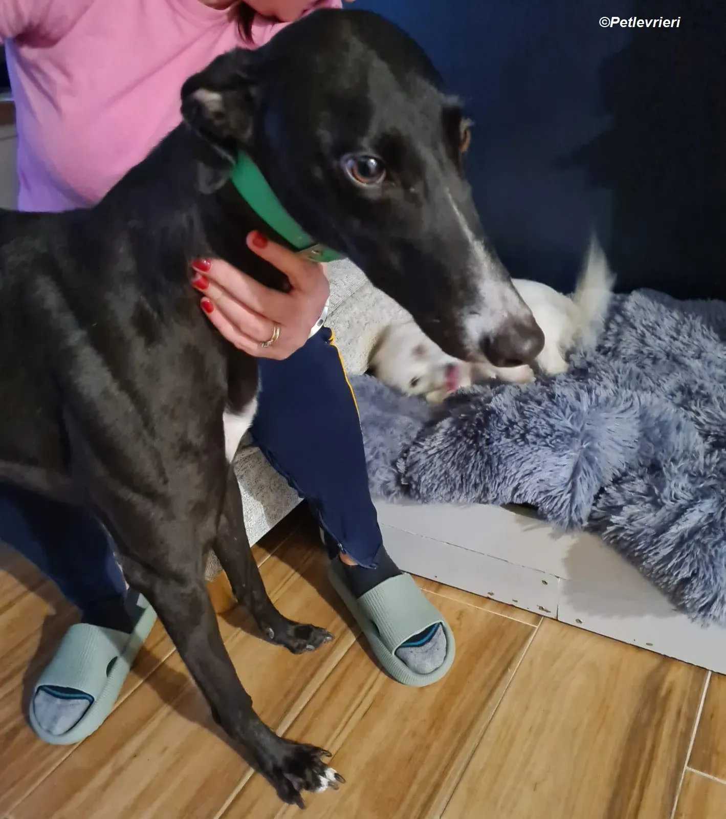 Eridani adozione levrieri greyhound 1