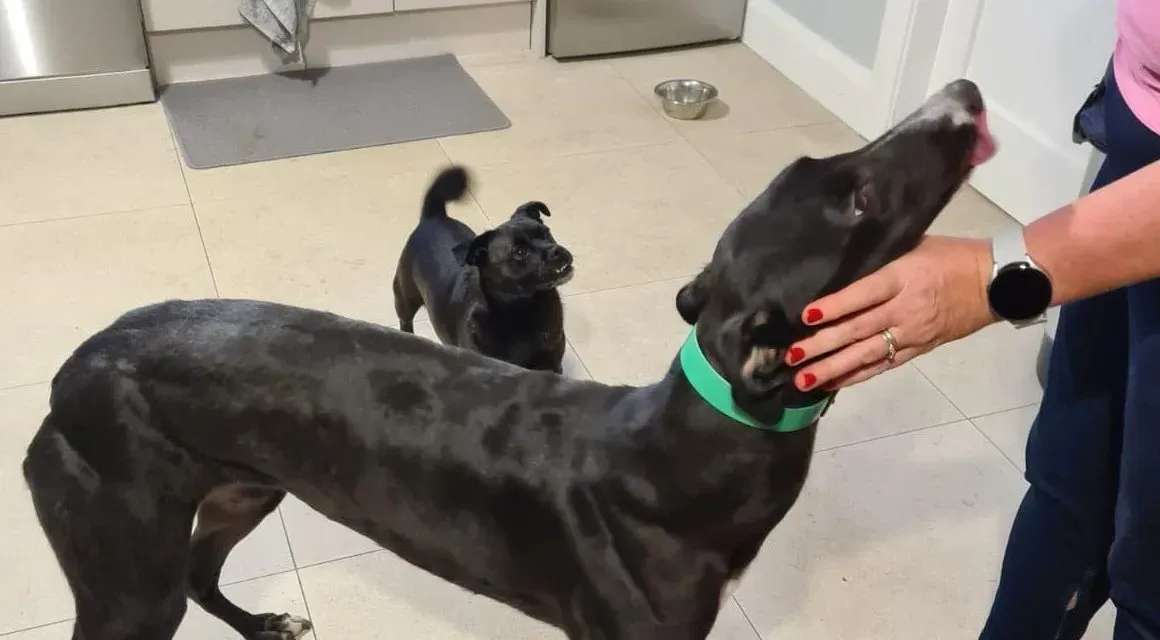 Eridani adozione levrieri greyhound 2 e1667421544270