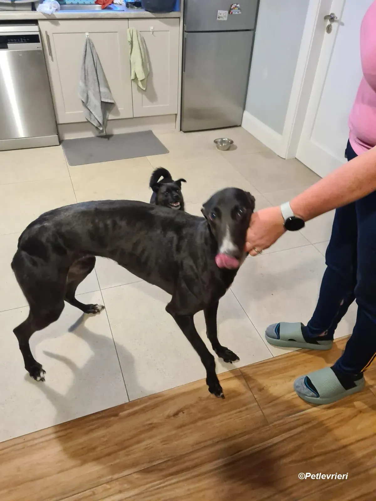 Eridani adozione levrieri greyhound 3