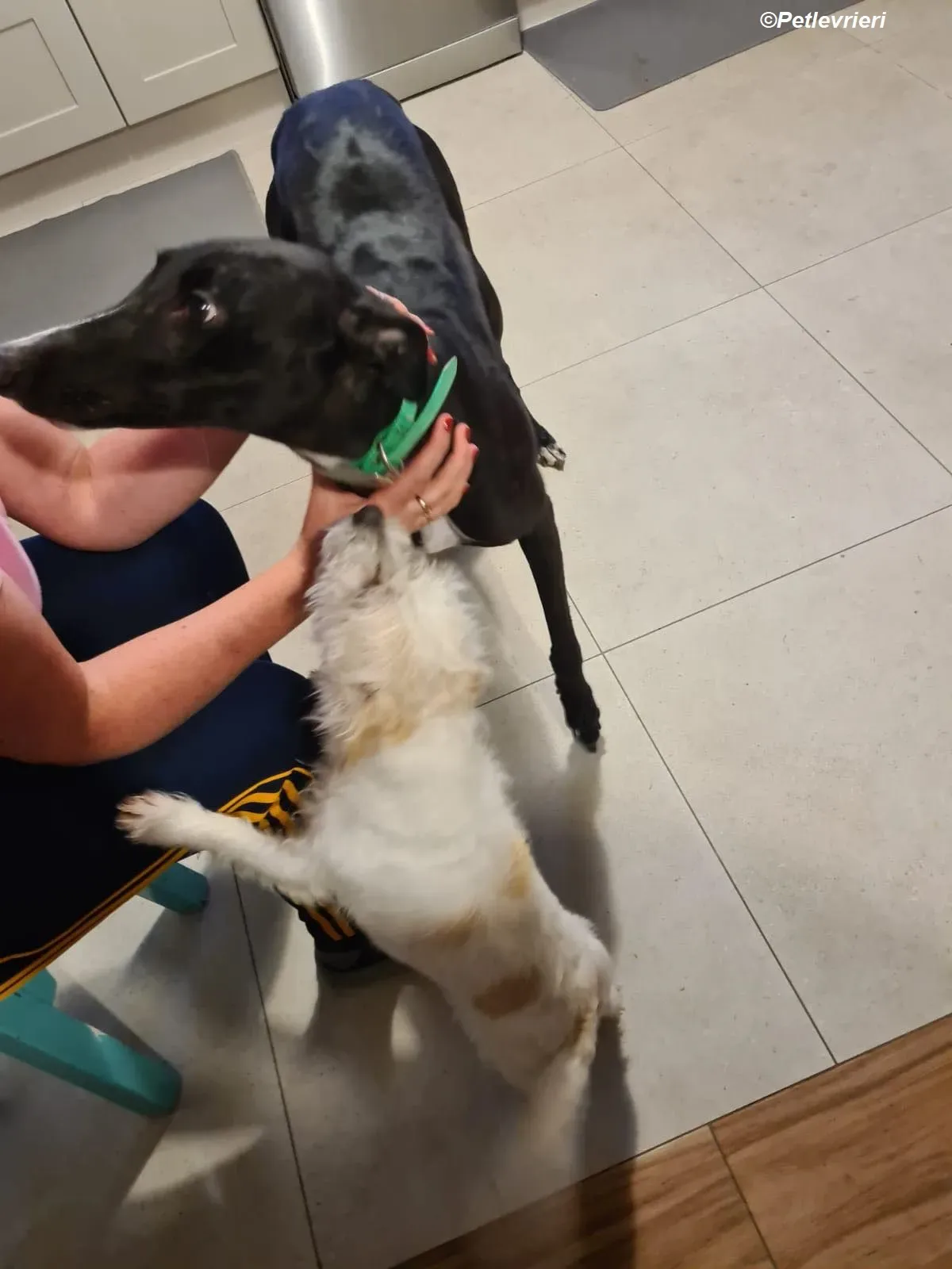 Eridani adozione levrieri greyhound 4