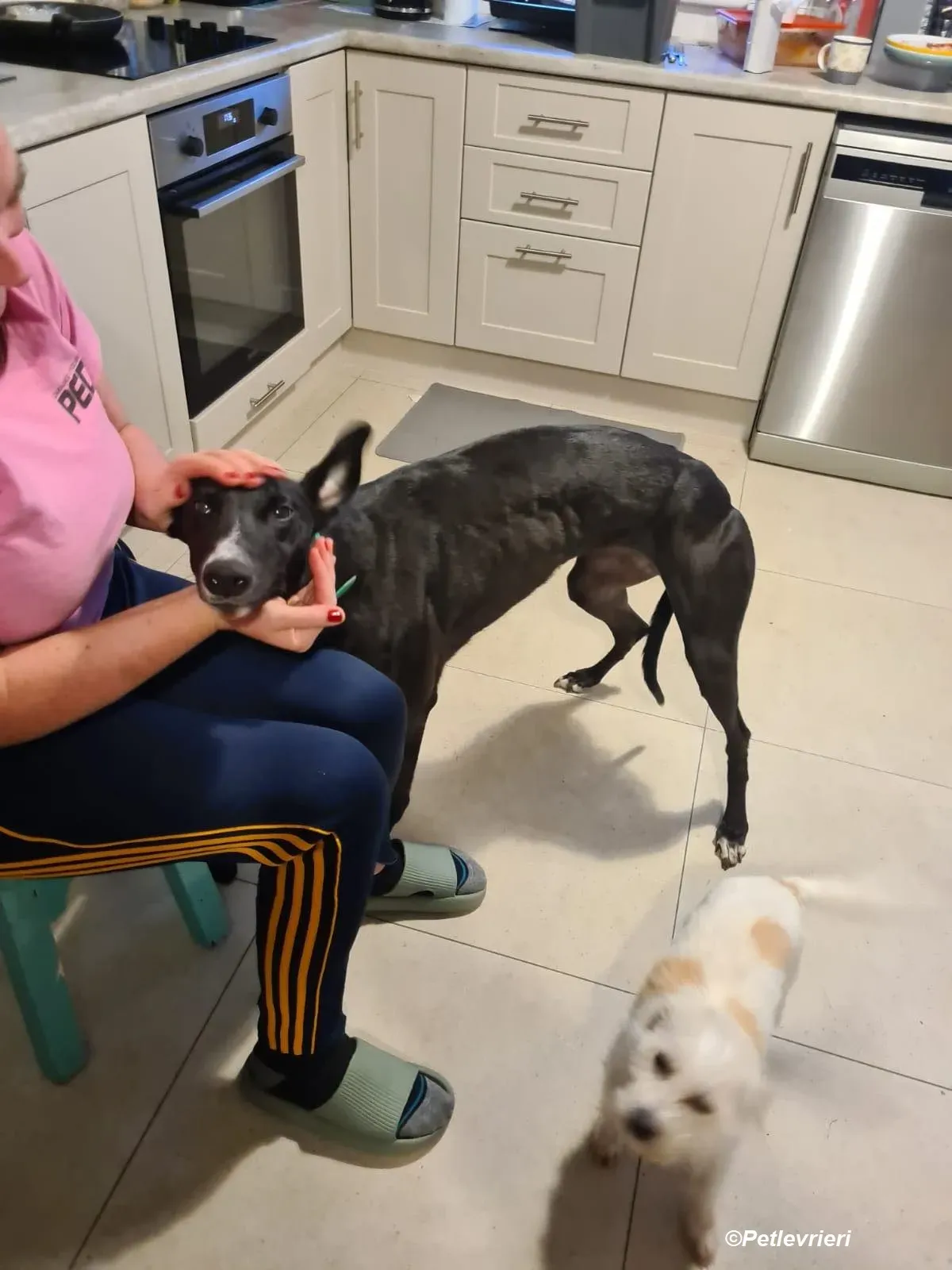 Eridani adozione levrieri greyhound 5