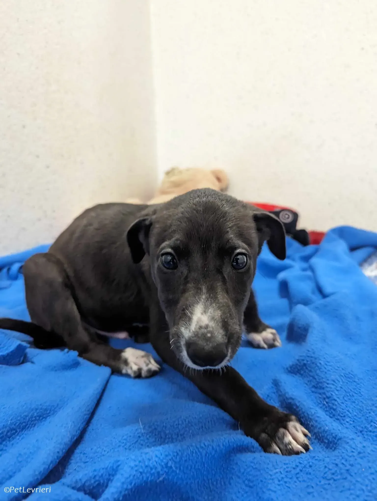 Erik adozione levrieri greyhound 1