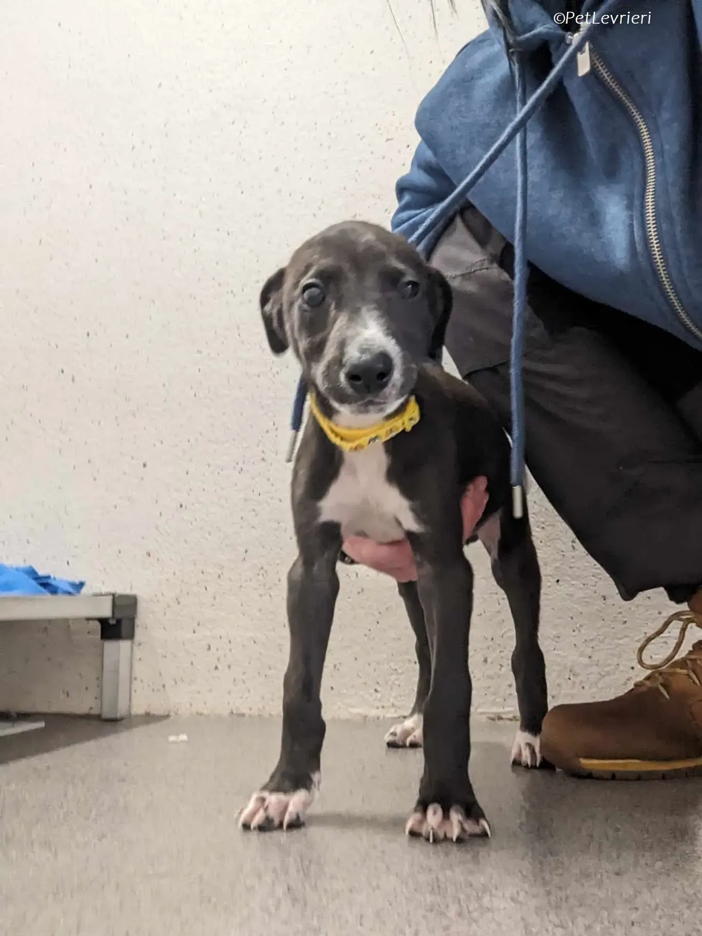 Erik adozione levrieri greyhound 10