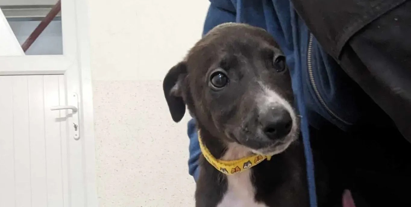 Erik adozione levrieri greyhound 11 e1701694662371