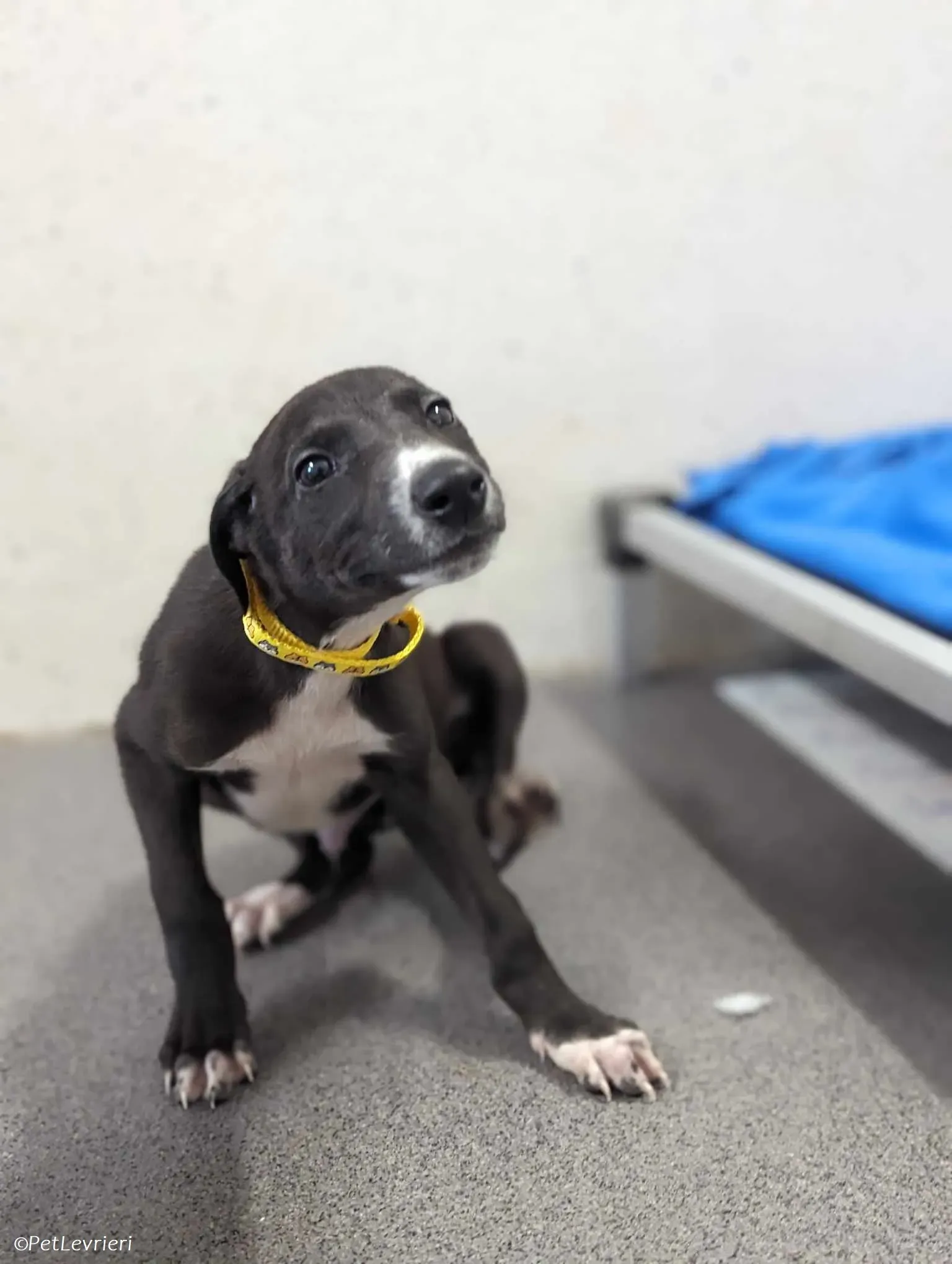 Erik adozione levrieri greyhound 12