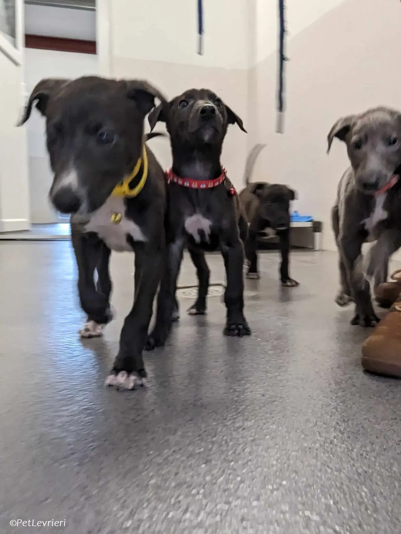 Erik adozione levrieri greyhound 13