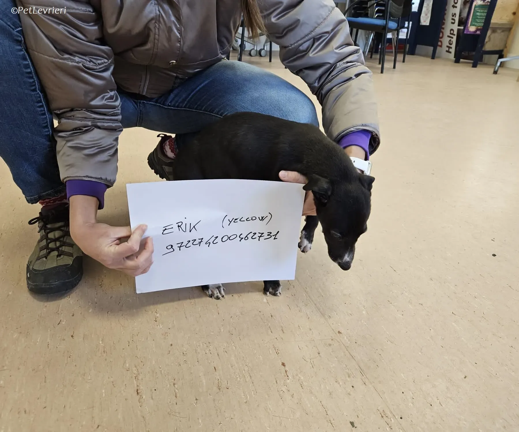 Erik adozione levrieri greyhound 14