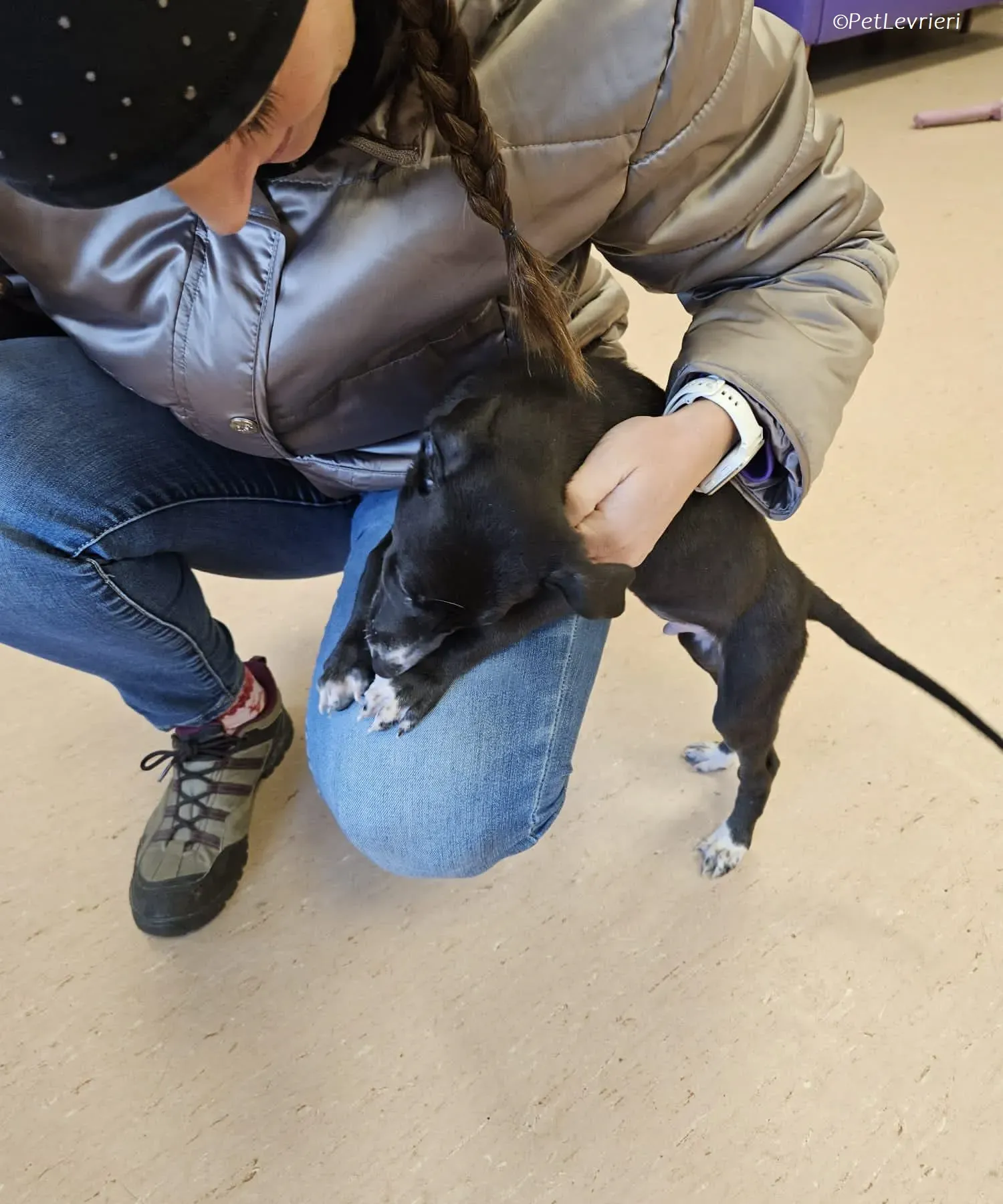 Erik adozione levrieri greyhound 15