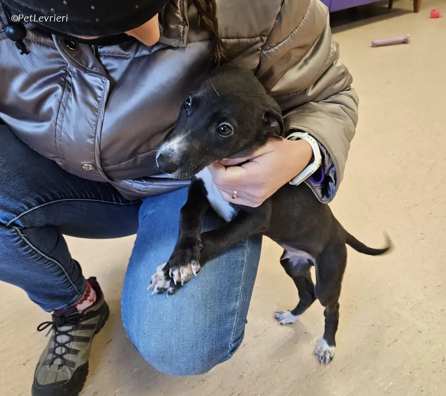 Erik adozione levrieri greyhound 16